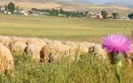 Sivas Altınyayla'da Gezilecek Görülecek Yerler!!!