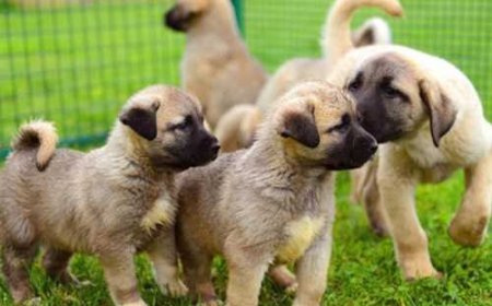 Sivas Kangal'da Gezilecek Görülecek Yerler!!!!